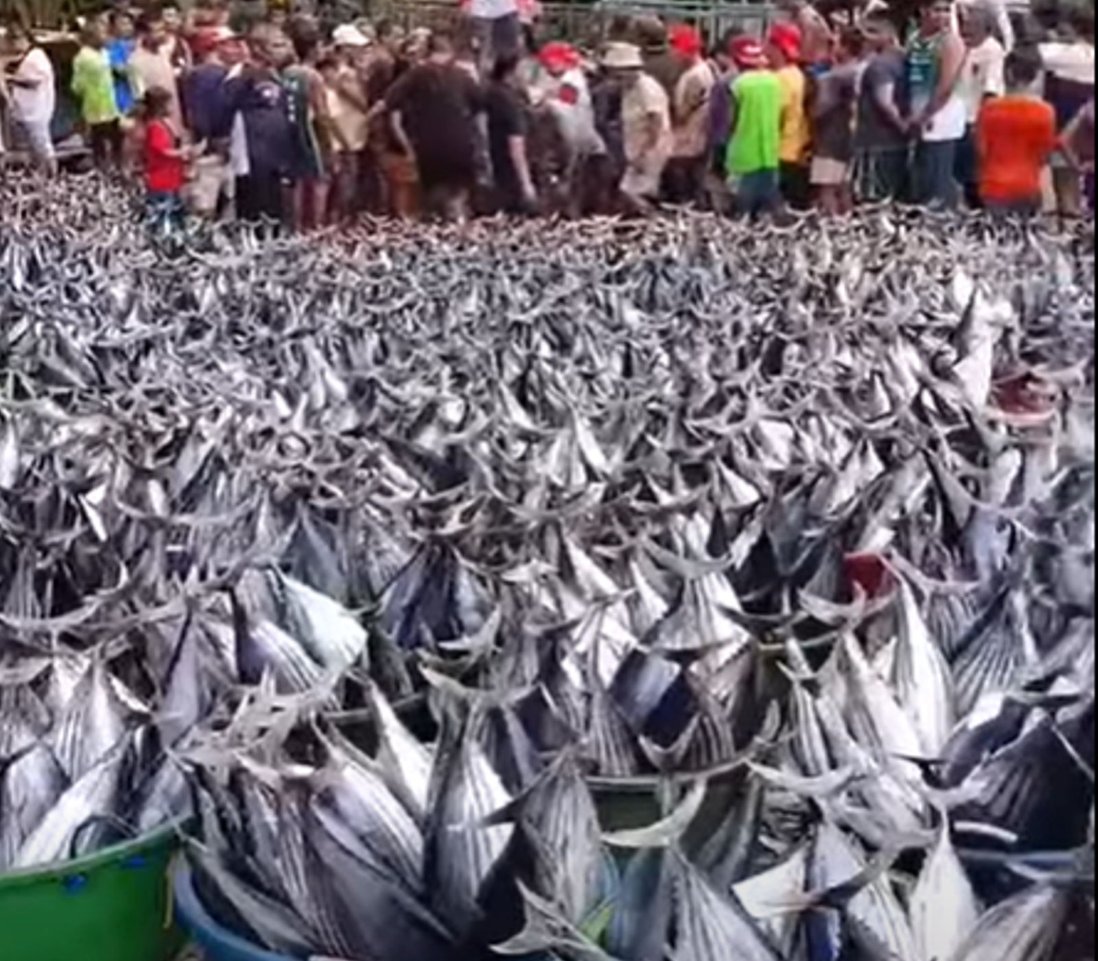 Abundant tuna catch in Antique — Is the sea still giving its bounty or are we pushing its limits?